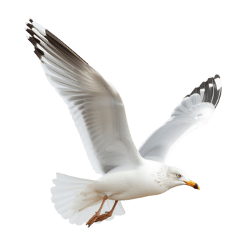 Elder Gull